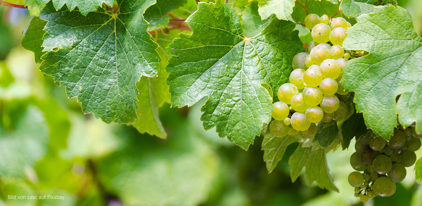 Wein des Monats