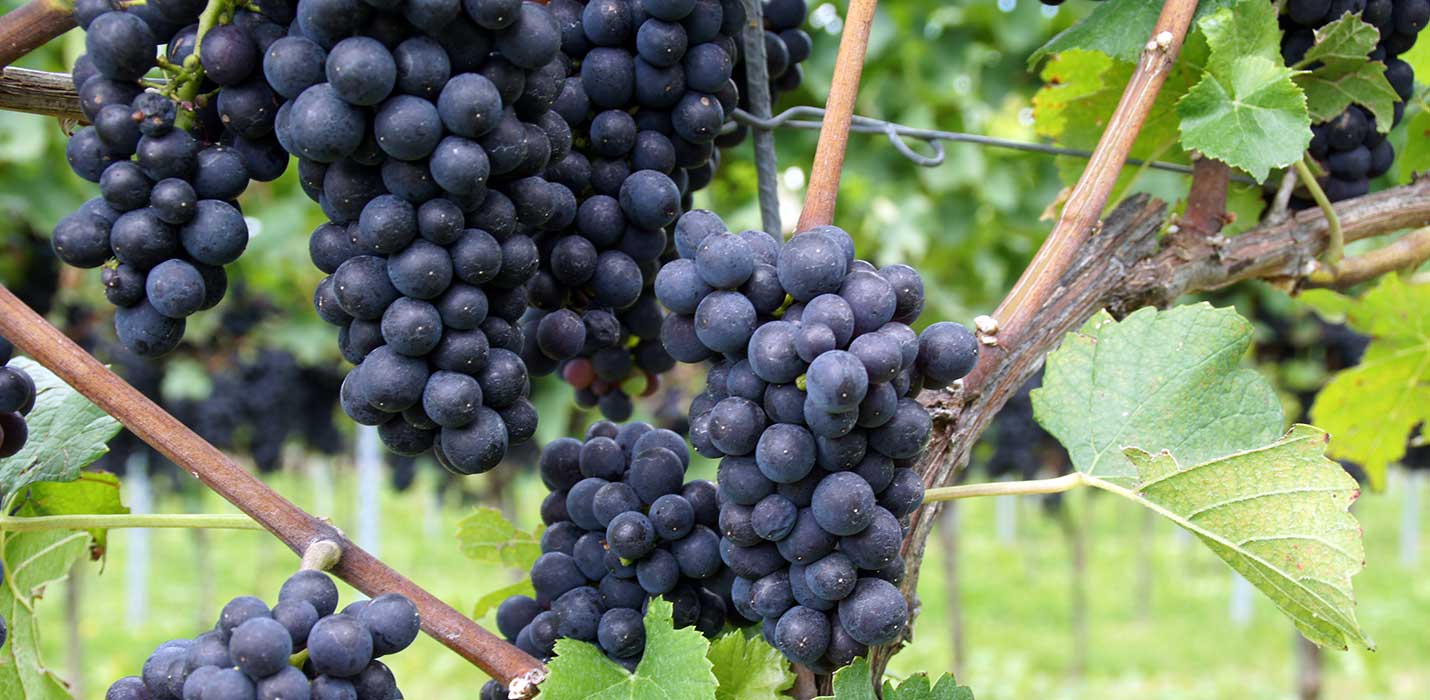 Wein des Monats Oktober